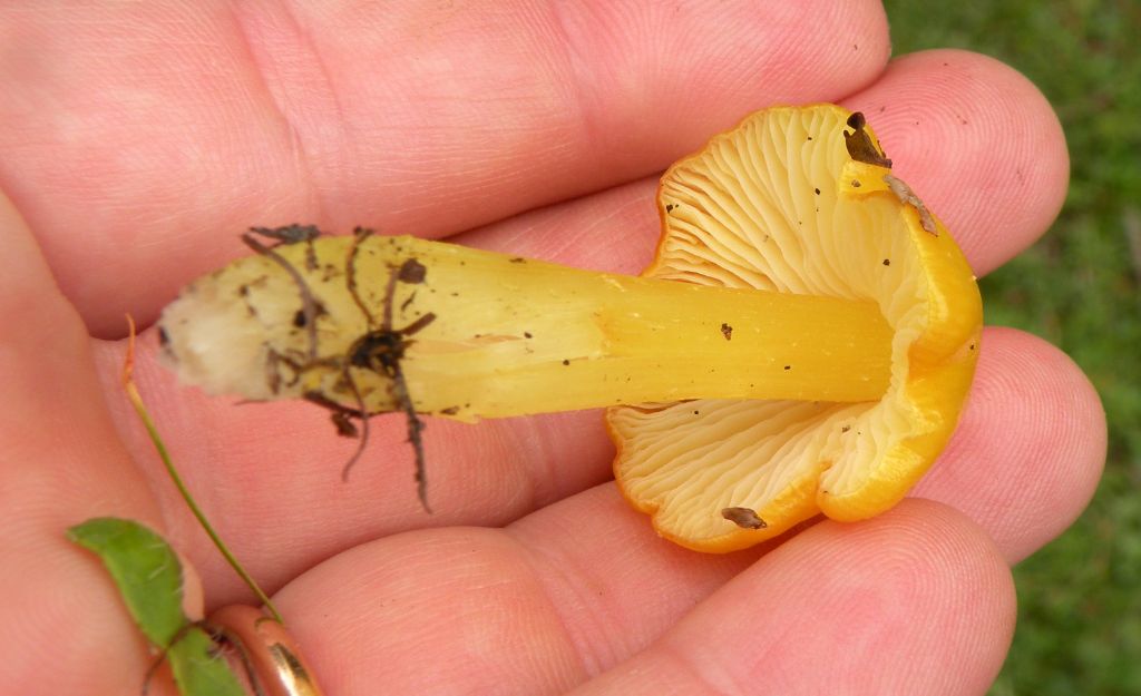 Hygrocybe acutoconica?